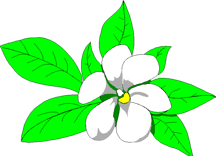 Jasmine Flower Clip Art - Free Clipart Images