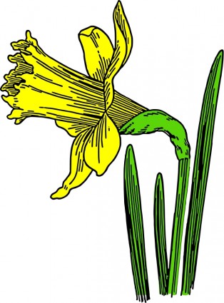 Daffodil free vector download (17 Free vector) for commercial use ...