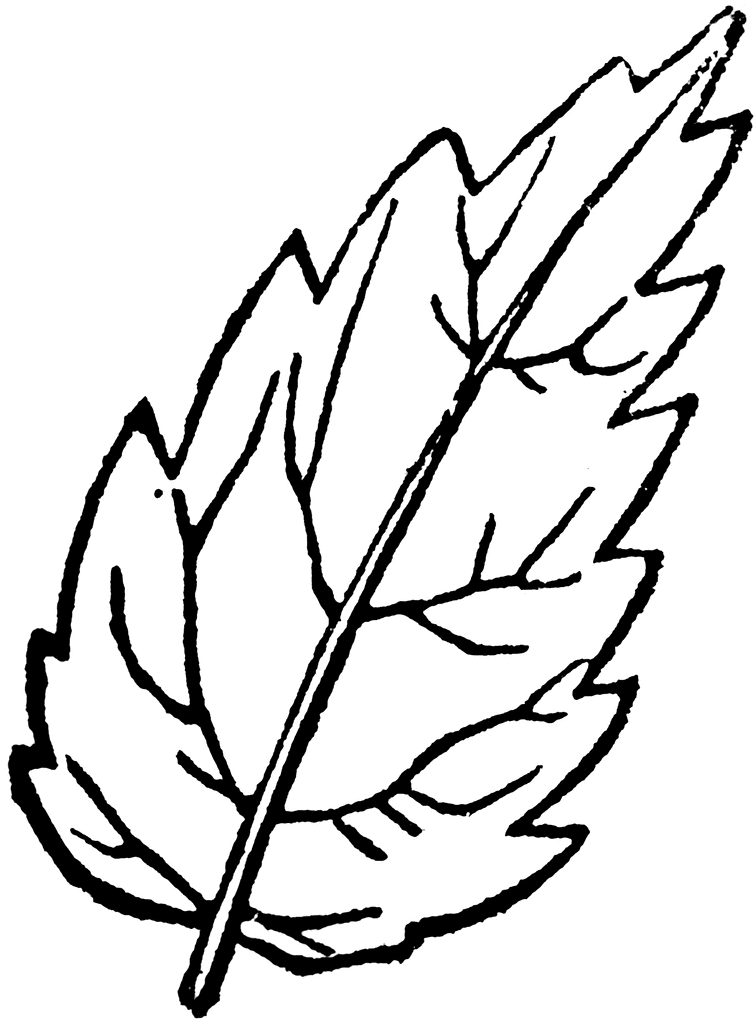 Serrated Leaf | ClipArt ETC