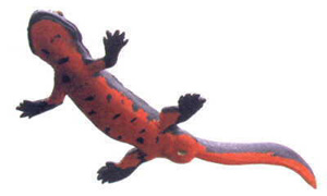 Fire-Bellied Newt Directory