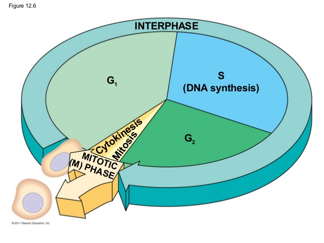 the cell cycle