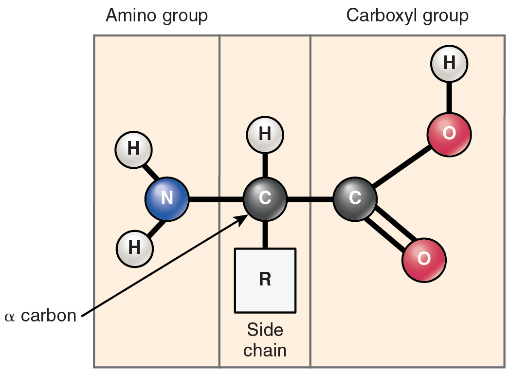 Organic Compounds Essential to Human Functioning Â· Anatomy and ...