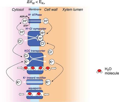 Plant roots and rhizosphere, Page 73 | Scoop.it