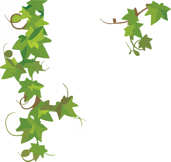 Ivy Vine Clipart