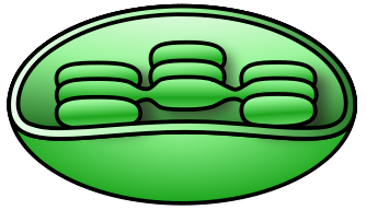 Plant Cell Clip Art - Free Clipart Images