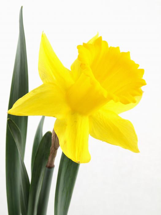 Quotes About Daffodils Clip Art. QuotesGram