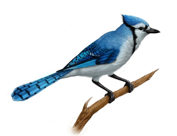 1000+ images about Jays | Ontario, The birds and Birds