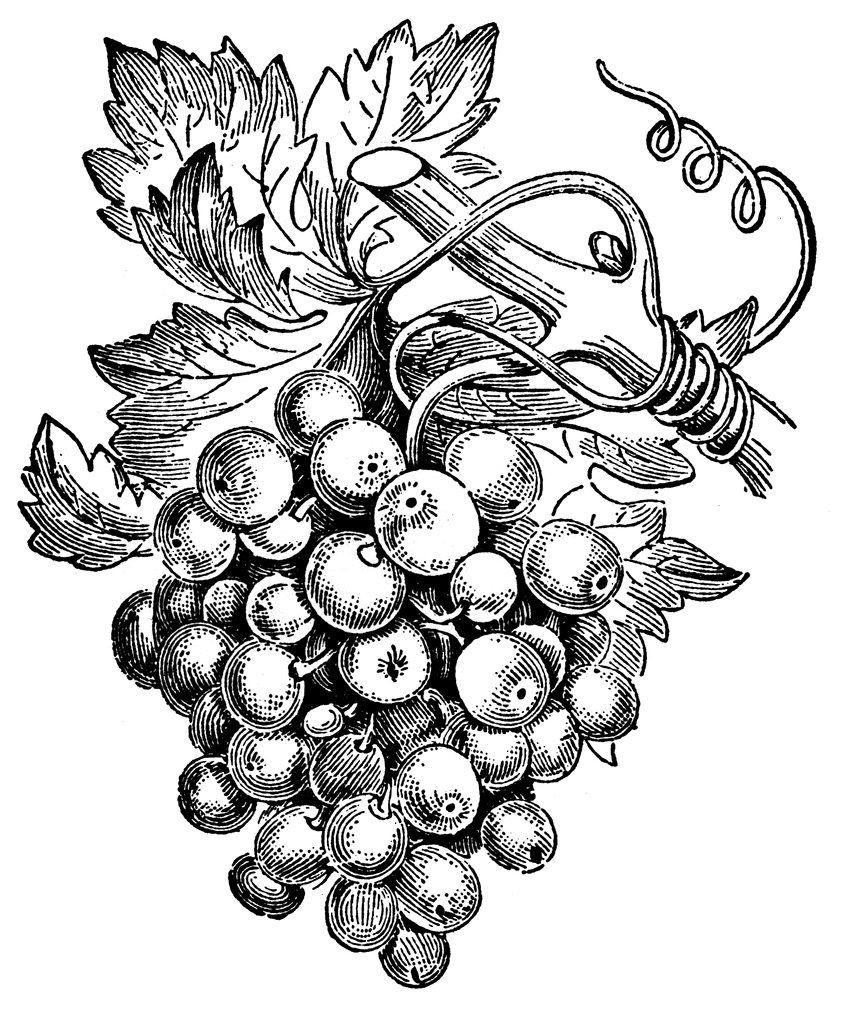1000+ images about Thruough The Grape Vine