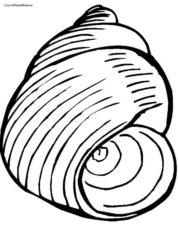 How To You Draw A Conch Shell - ClipArt Best