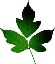 DNR: Poison Ivy - leaves of three