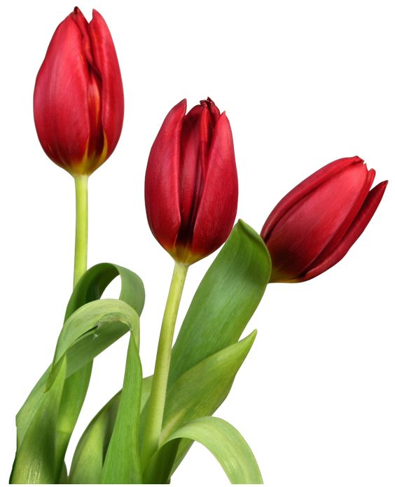 Tulip flower clipart