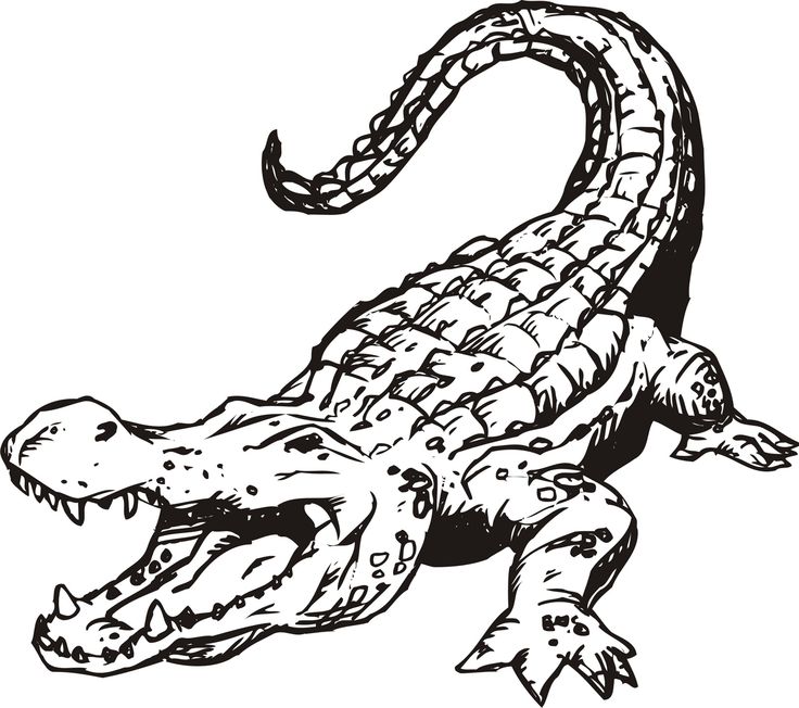 1000+ images about Icons - Gators