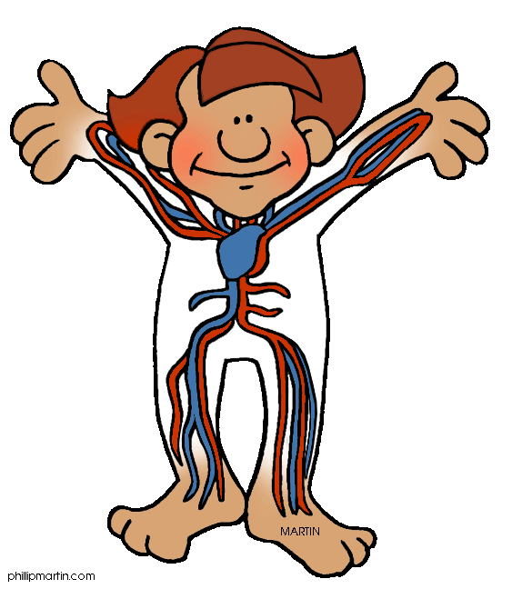 Circulatory system clipart