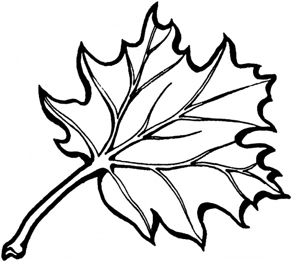 Oak Leaf Outline