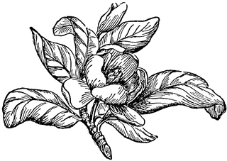 Magnolia | ClipArt ETC