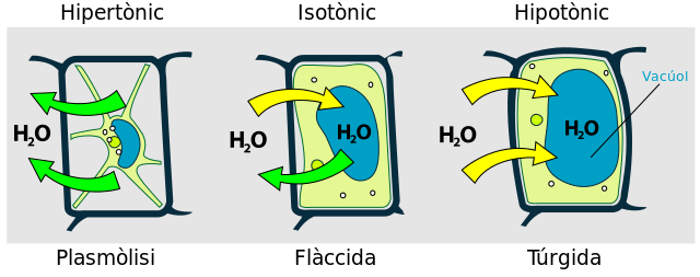 File:Turgor pressure on plant cells diagram-ca.svg