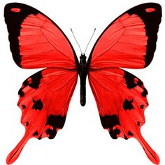 Butterfly wings, Google and Red butterfly