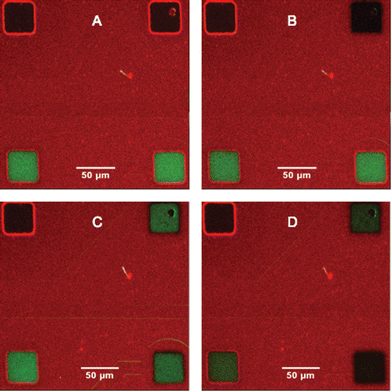 Formation of supported lipid bilayers on indium tin oxide for ...