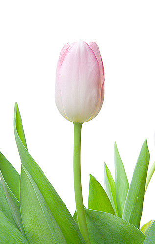 Single tulip | Single pink tulip isolated on white backgroun ...