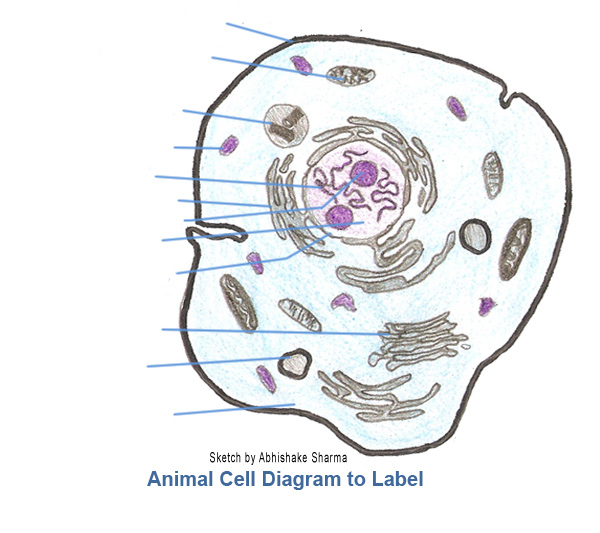 clip art animal cell - photo #32