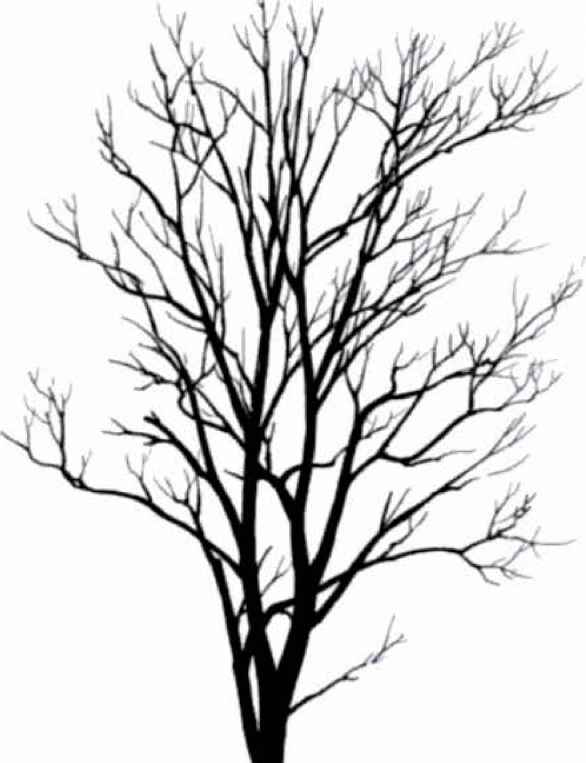 Cedar Tree Drawing