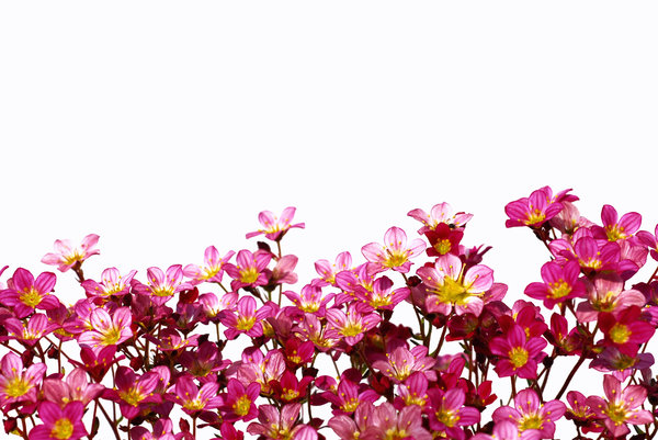 Free stock photos - Rgbstock -Free stock images | Flower border ...