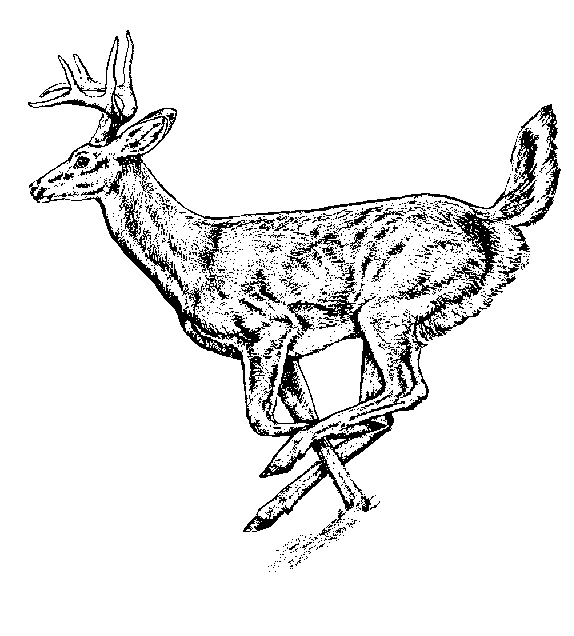 Free Deer Clip Art - ClipArt Best