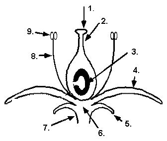 Diagram Of Flower Reproductive System - ClipArt Best