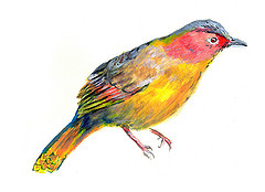 The World's most recently posted photos of drawing and hummingbird ...