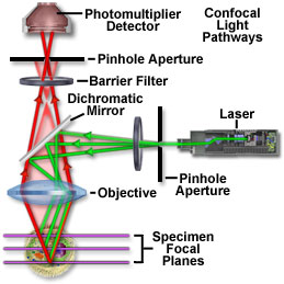 Neurogenesis » Confocal Microscopy