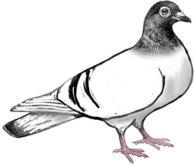 Pigeon Clip Art Free - Free Clipart Images