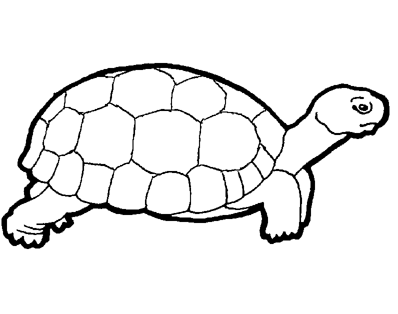 Images Of Turtle | Free Download Clip Art | Free Clip Art | on ...