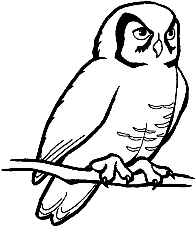 Owl Outline Drawing ClipArt Best