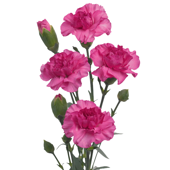 Carnations for Valentine's Day - River Mill Academy