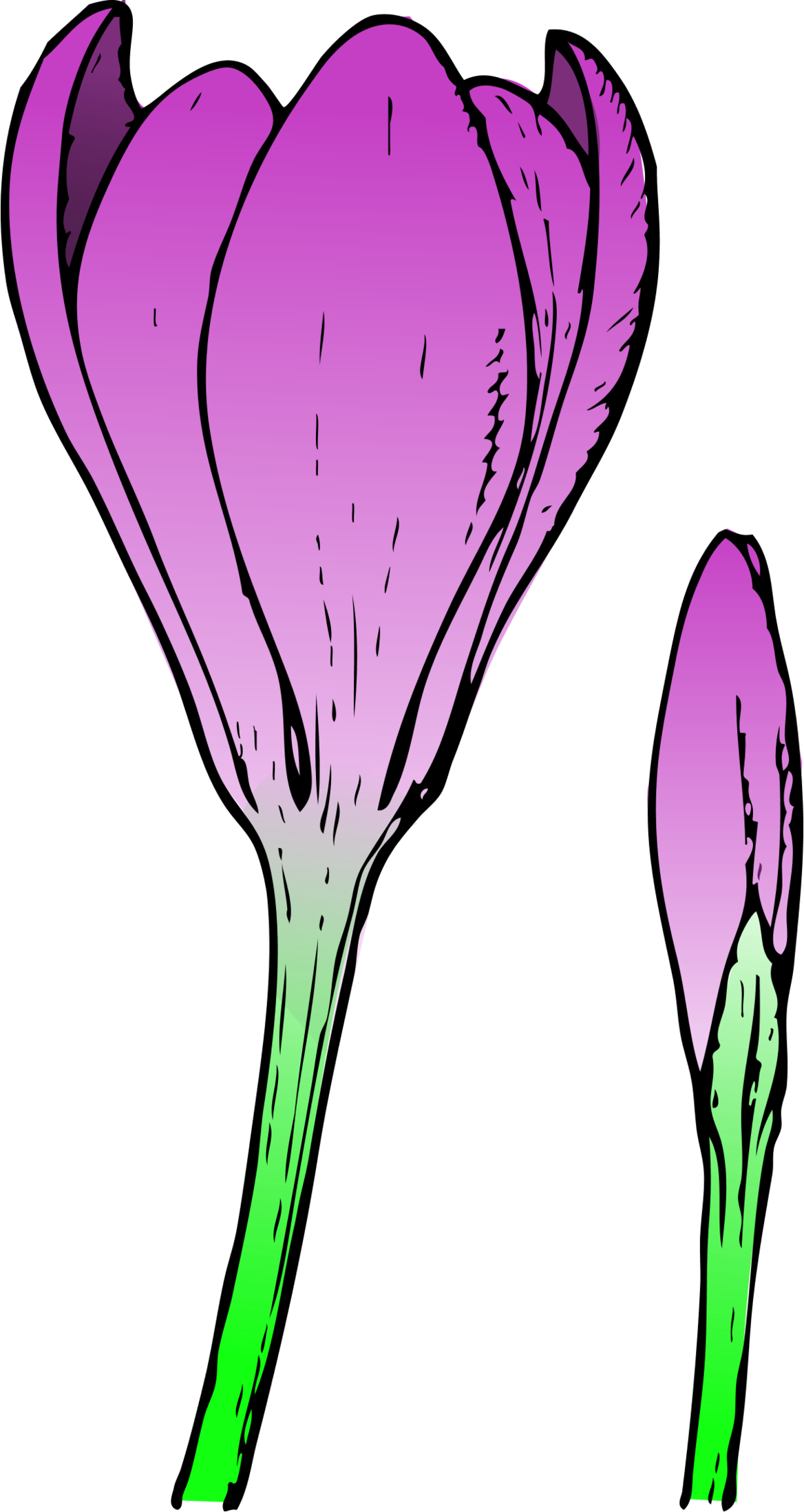 Crocus Flower Top Outline Clipart - Free to use Clip Art Resource