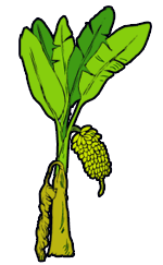 Banana Tree Clipart