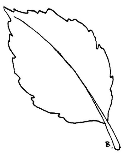 Sunflower Leaf Template Clipart - Free to use Clip Art Resource