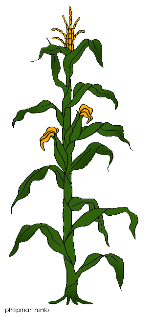 Maize plant clipart