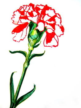 How to draw a Carnation