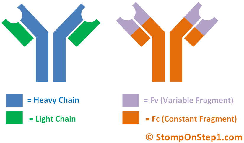 Antibody Structure/Activity & Autoantibodies | Stomp On Step1