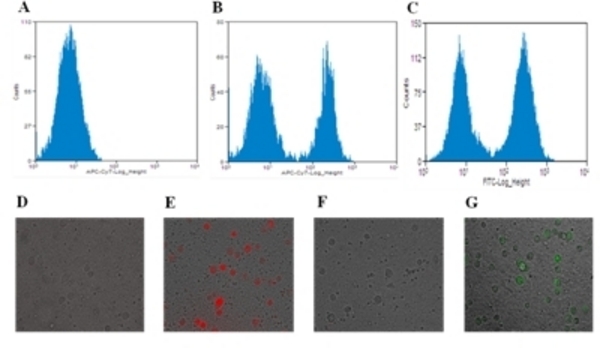 Quantitative Detection of Circulating Cancer Cells in Mouse Blood ...