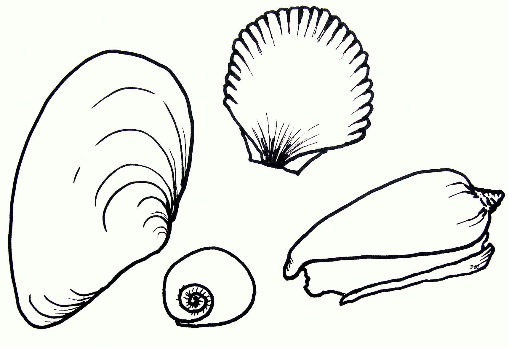 Seashells Line Drawing Download Pdf
