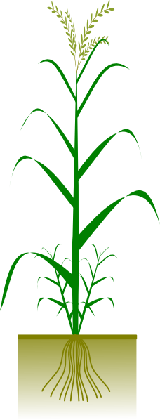 Drawing Wheat Plant - ClipArt Best