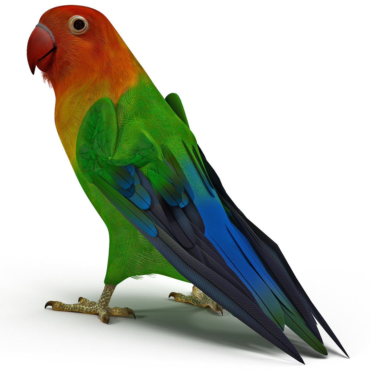 Searched 3d models for lovebird-(agapornis-fischeri)