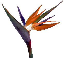 Bird of Paradise Clip Art – Clipart Free Download