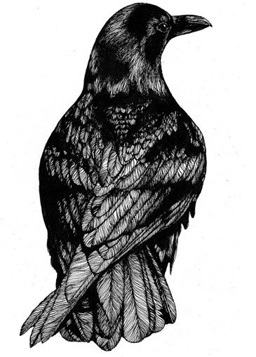 Crow Drawing - ClipArt Best