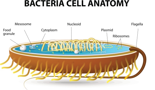 Bacteria Cell Anatomy Vector Art | Thinkstock