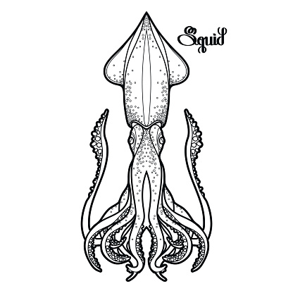 Cuttlefish Clip Art, Vector Images & Illustrations