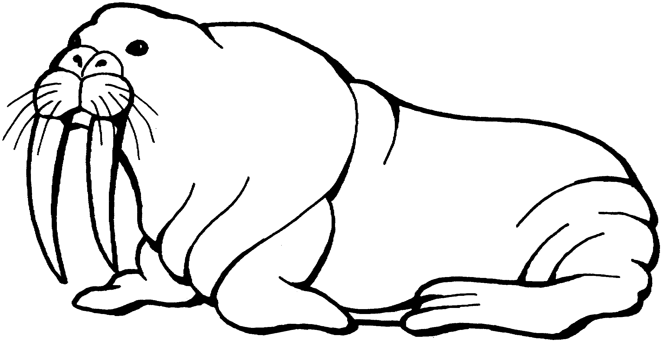 Free Walrus Coloring Pages