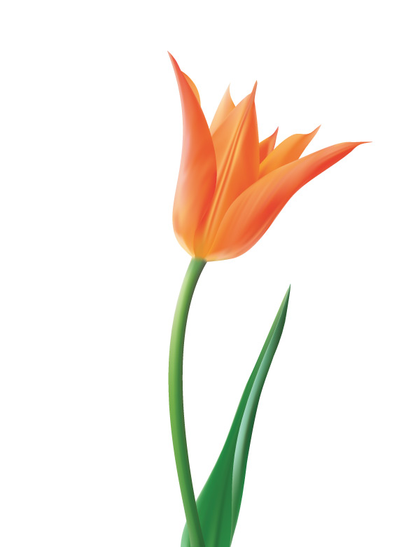 Free Tulip Vector Flower